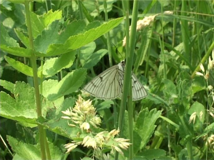 Hartheu-Spanner ( Siona lineata ), Flügelunterseite : Am Niederrhein, Biotop, 14.06.2006